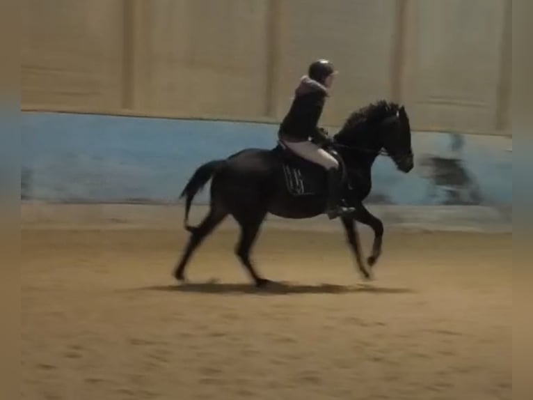 German Riding Pony Mare 3 years 14,1 hh Bay-Dark in Langenau