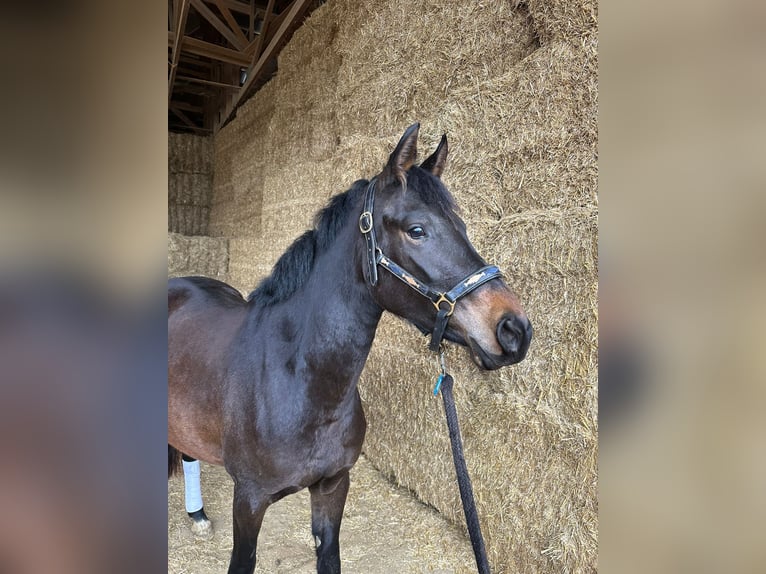 German Riding Pony Mare 3 years 14,1 hh Bay-Dark in Langenau