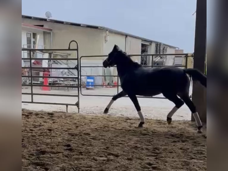 German Riding Pony Mare 3 years 14,1 hh Bay-Dark in Langenau