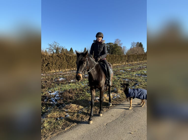 German Riding Pony Mare 3 years 14,1 hh Bay-Dark in Langenau