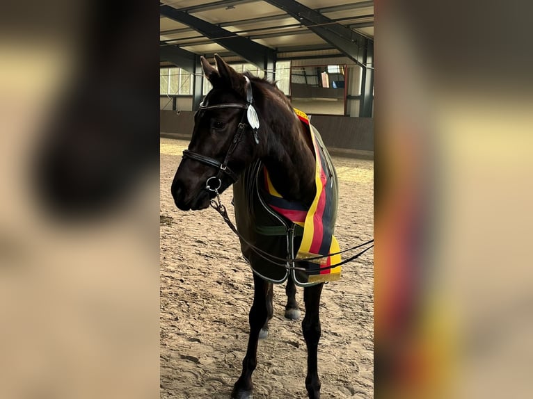 German Riding Pony Mare 3 years 14.1 hh Black in Saterland