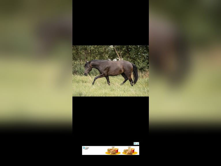 German Riding Pony Mare 3 years 14.1 hh Black in Buxtehude