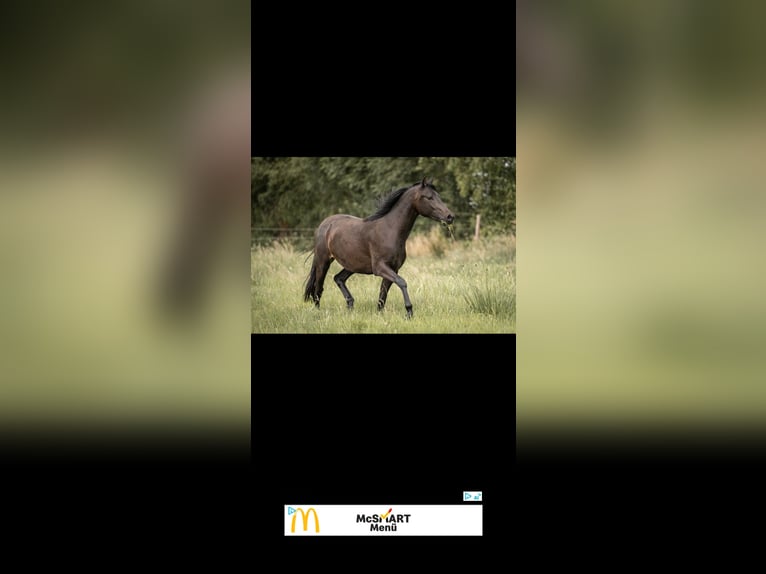 German Riding Pony Mare 3 years 14.1 hh Black in Buxtehude