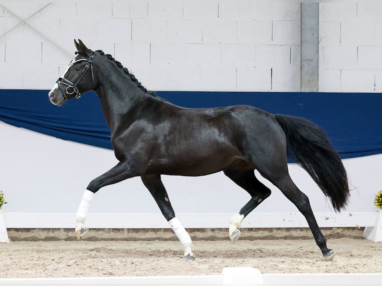 German Riding Pony Mare 3 years 14.1 hh Black in Marsberg