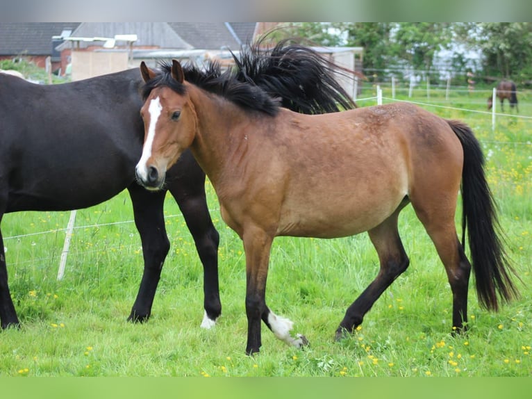 German Riding Pony Mare 3 years 14.1 hh Brown in Kastorf