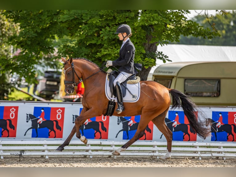 German Riding Pony Mare 3 years 14,1 hh Brown in Cappeln (Oldenburg)