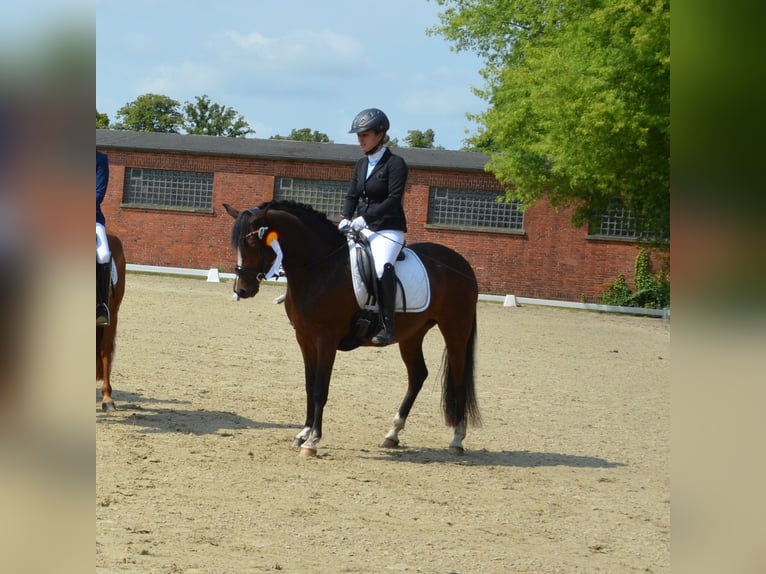 German Riding Pony Mare 3 years 14,1 hh Brown in Bispingen