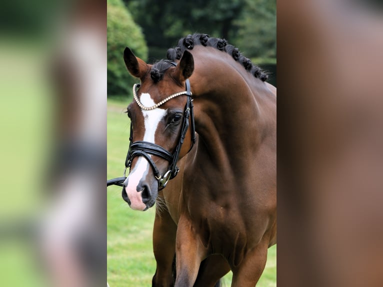 German Riding Pony Mare 3 years 14,1 hh Brown in Rehburg-Loccum Münchehagen