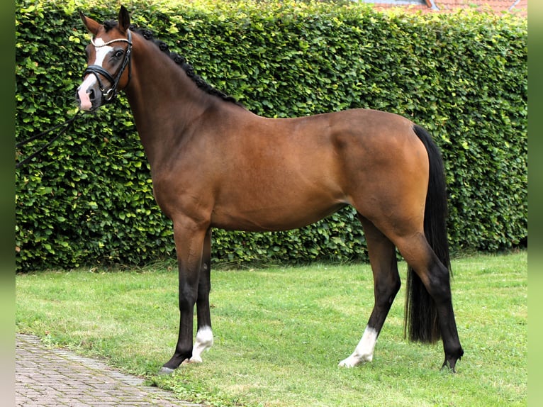 German Riding Pony Mare 3 years 14,1 hh Brown in Rehburg-Loccum Münchehagen