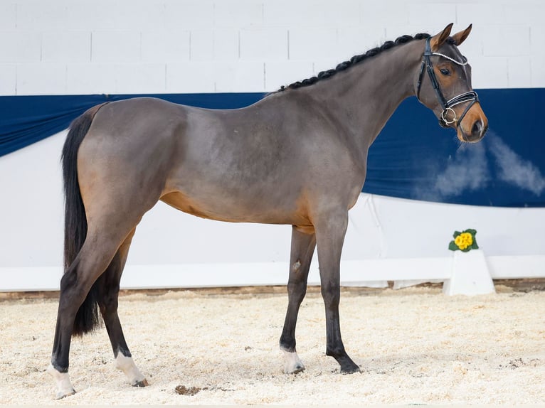 German Riding Pony Mare 3 years 14,1 hh Brown in Marsberg