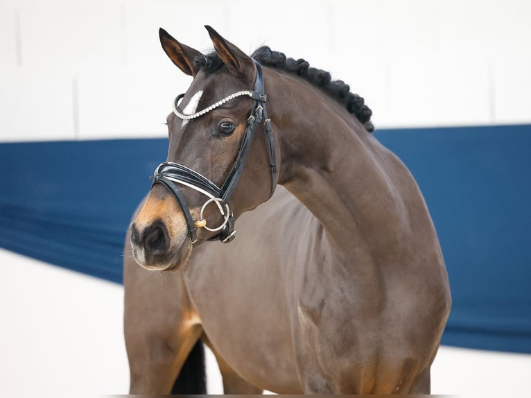 German Riding Pony Mare 3 years 14,1 hh Brown in Marsberg