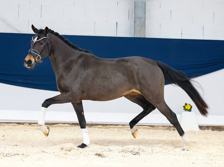 German Riding Pony Mare 3 years 14,1 hh Brown in Marsberg