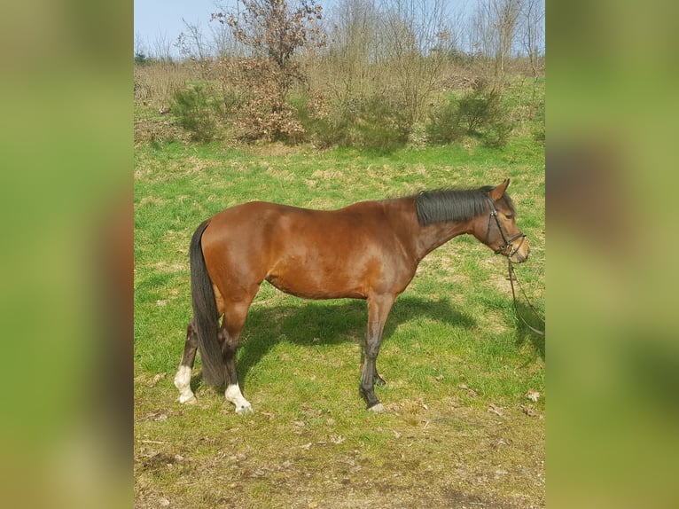 German Riding Pony Mare 3 years 14,1 hh Brown in Haiger