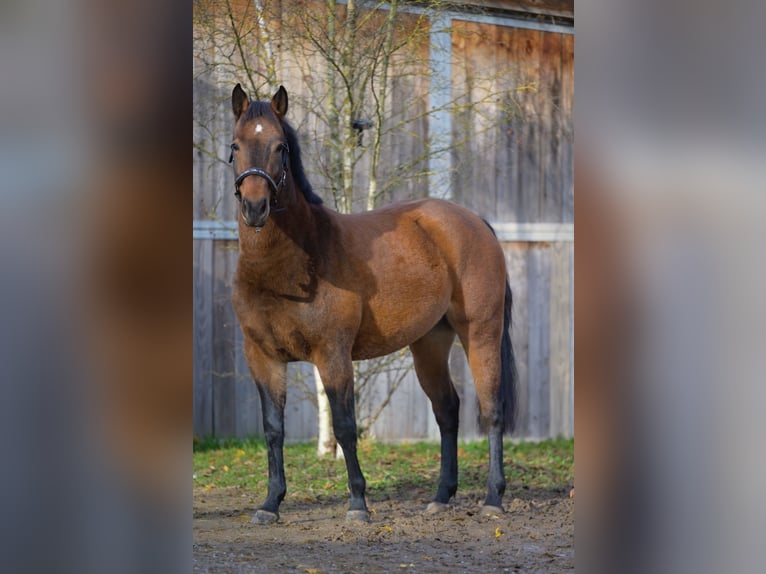 German Riding Pony Mix Mare 3 years 14,1 hh Brown in Heddesheim