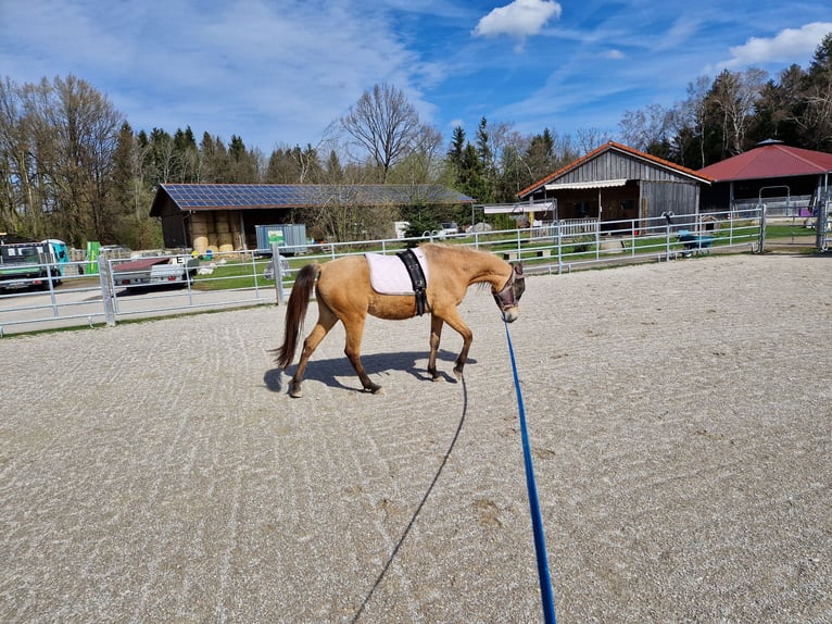 German Riding Pony Mare 3 years 14,1 hh Buckskin in Großkarolinenfeld