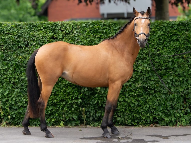 German Riding Pony Mix Mare 3 years 14.1 hh Buckskin in Dülmen