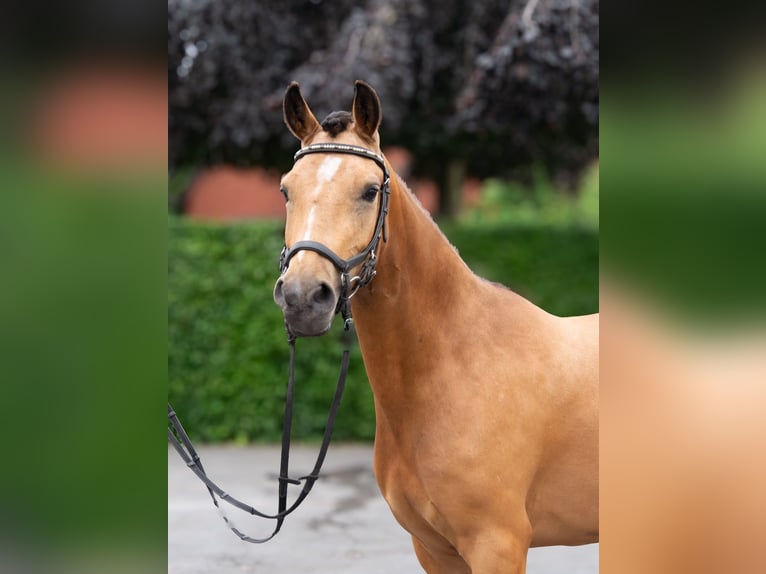 German Riding Pony Mix Mare 3 years 14.1 hh Buckskin in Dülmen