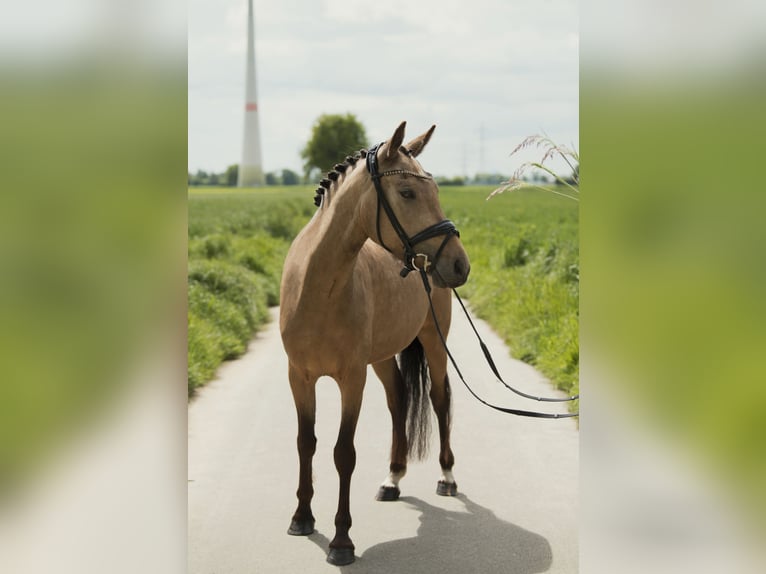 German Riding Pony Mare 3 years 14.1 hh Buckskin in Neuss