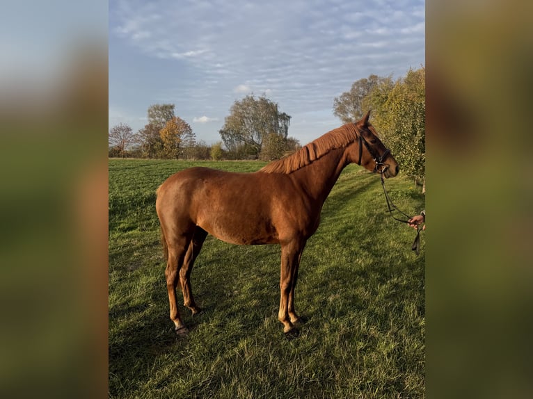 German Riding Pony Mare 3 years 14.1 hh Chestnut-Red in Rätzlingen