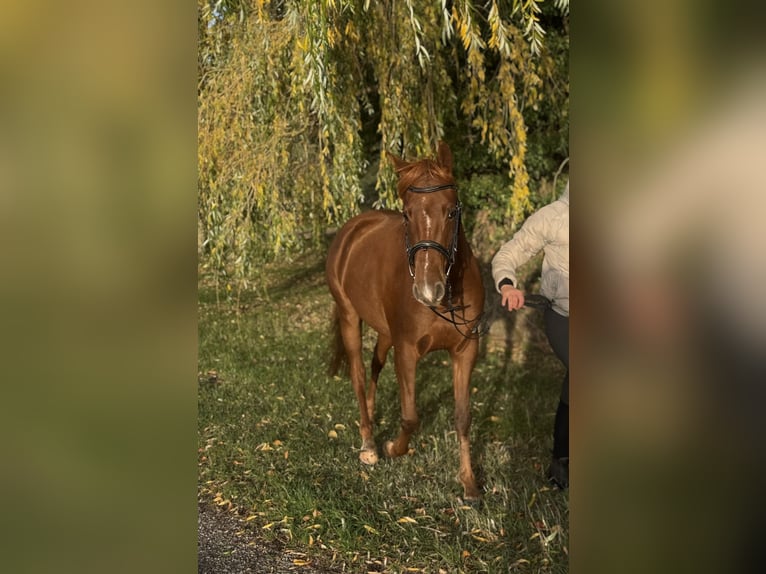 German Riding Pony Mare 3 years 14.1 hh Chestnut-Red in Rätzlingen