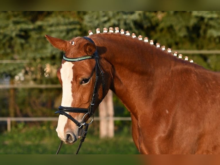 German Riding Pony Mare 3 years 14.1 hh Chestnut-Red in Reichenwalde