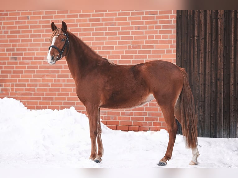 German Riding Pony Mare 3 years 14.1 hh Chestnut-Red in Algermissen
