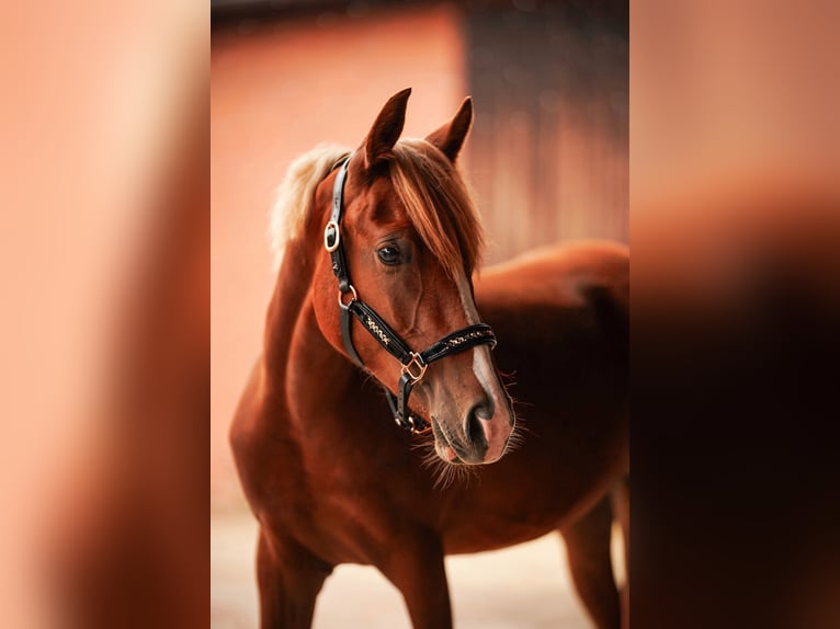 German Riding Pony Mare 3 years 14.1 hh Chestnut-Red in Algermissen