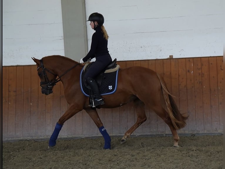 German Riding Pony Mare 3 years 14.1 hh Chestnut-Red in Dahme
