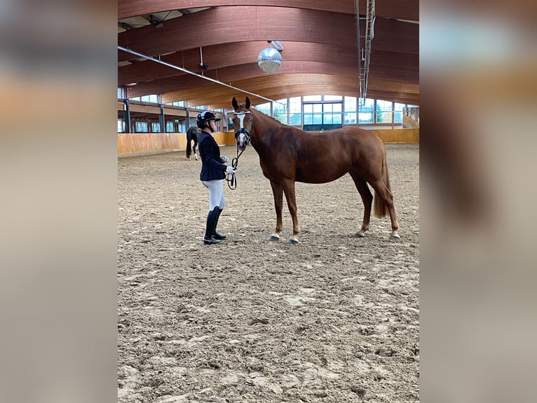 German Riding Pony Mare 3 years 14.1 hh Chestnut-Red in Dahme