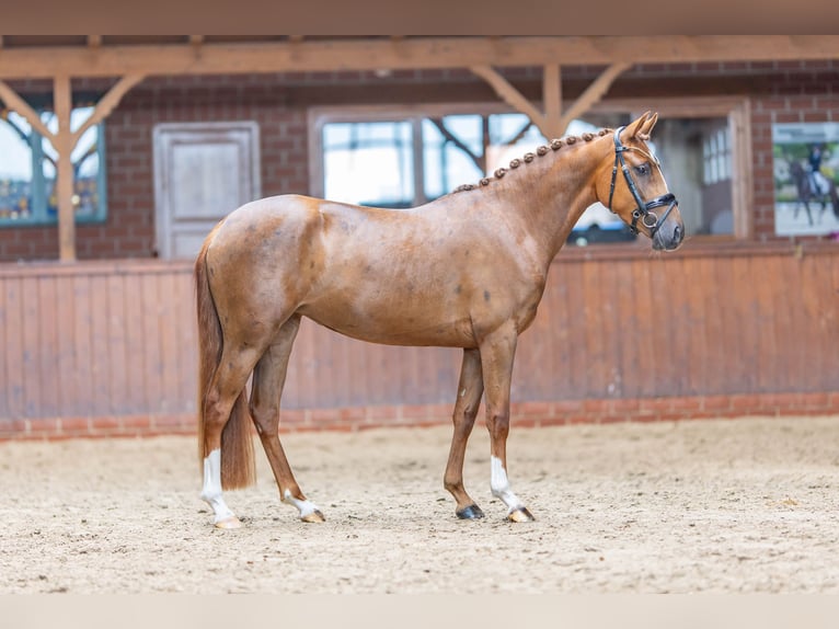 German Riding Pony Mare 3 years 14,1 hh Chestnut-Red in Großenkneten