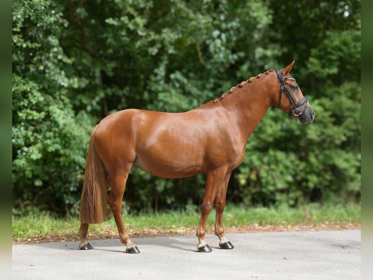 German Riding Pony Mare 3 years 14.1 hh Chestnut-Red in Grube