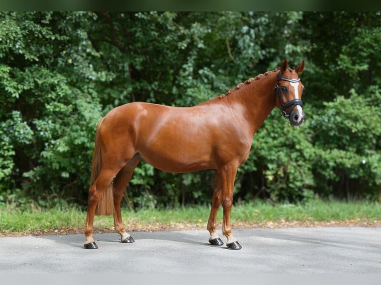 German Riding Pony Mare 3 years 14.1 hh Chestnut-Red in Grube