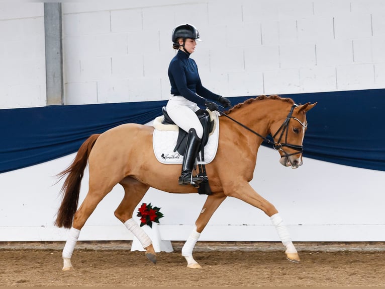 German Riding Pony Mare 3 years 14,1 hh Chestnut-Red in Marsberg