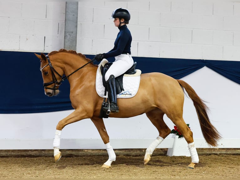 German Riding Pony Mare 3 years 14,1 hh Chestnut-Red in Marsberg