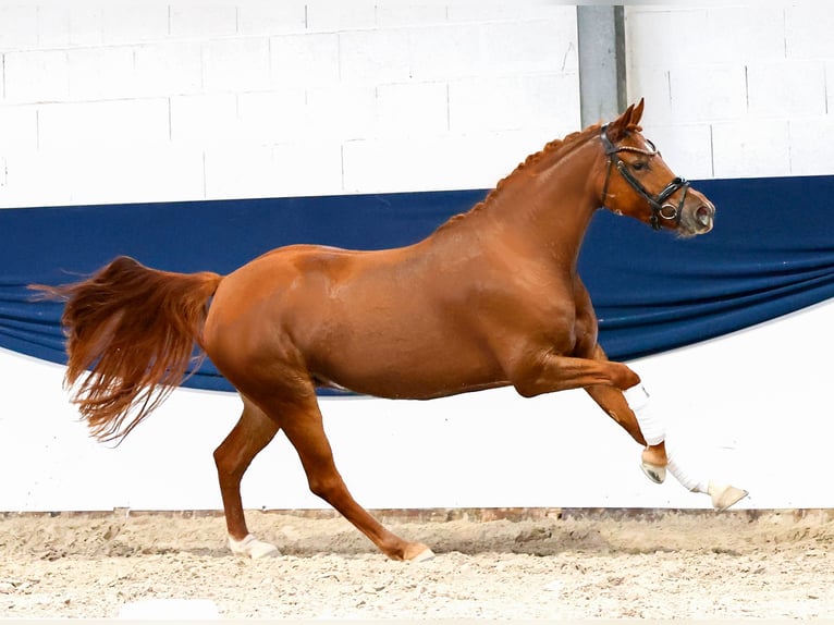 German Riding Pony Mare 3 years 14.1 hh Chestnut-Red in Marsberg