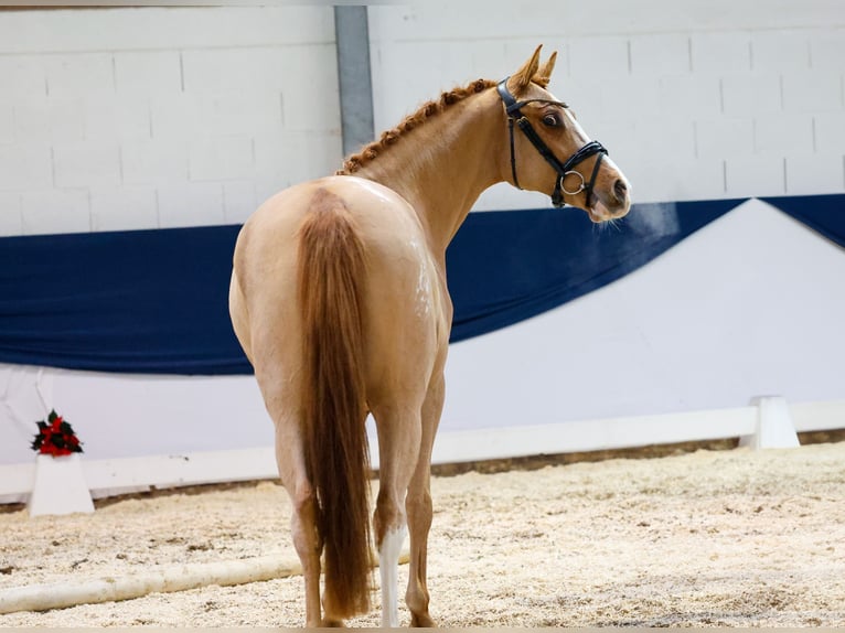 German Riding Pony Mare 3 years 14,1 hh Chestnut-Red in Marsberg