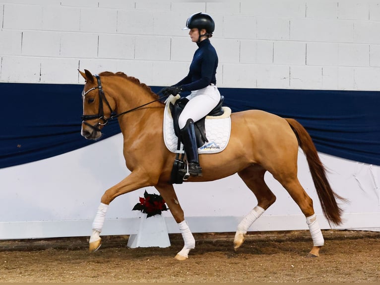 German Riding Pony Mare 3 years 14,1 hh Chestnut-Red in Marsberg