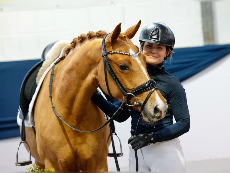 German Riding Pony Mare 3 years 14,1 hh Chestnut-Red in Marsberg