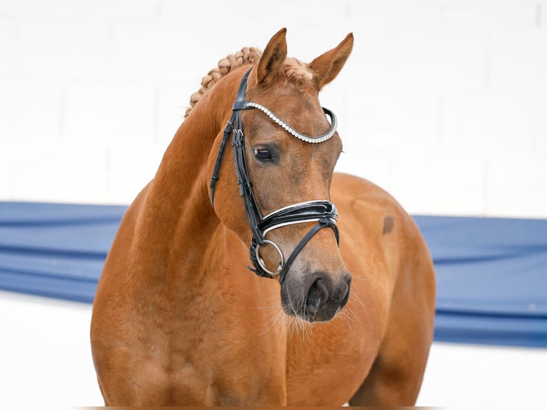 German Riding Pony Mare 3 years 14.1 hh Chestnut-Red in Marsberg