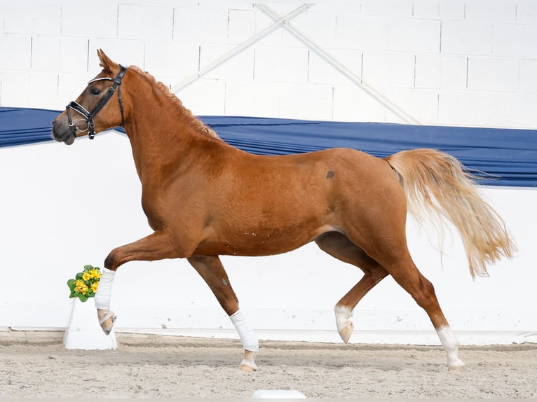 German Riding Pony Mare 3 years 14.1 hh Chestnut-Red in Marsberg