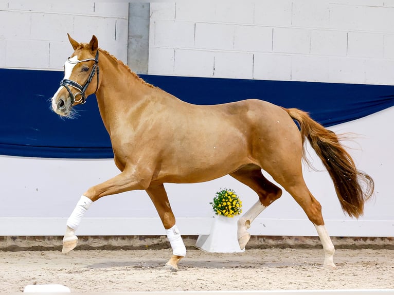 German Riding Pony Mare 3 years 14.1 hh Chestnut-Red in Marsberg