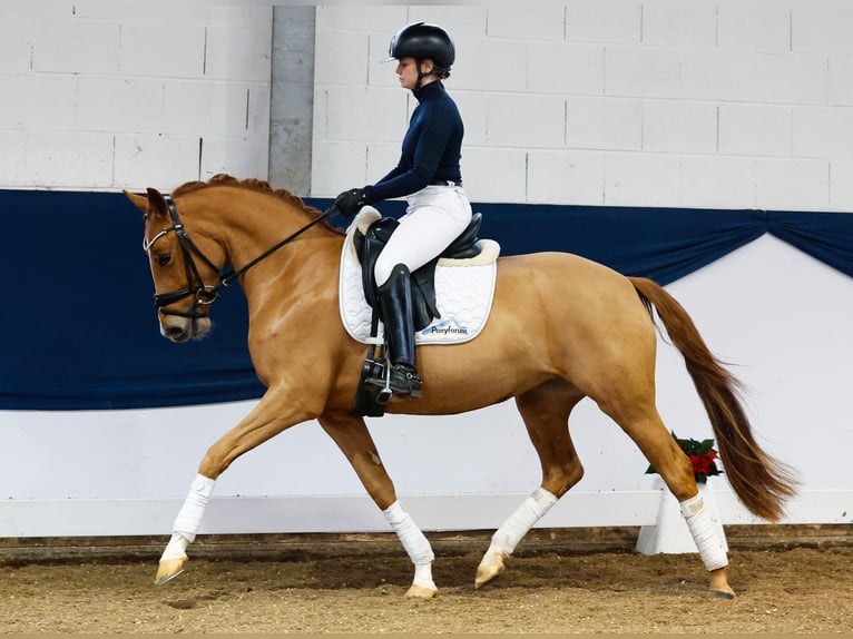 German Riding Pony Mare 3 years 14,1 hh Chestnut-Red in Marsberg