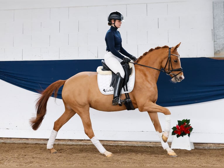 German Riding Pony Mare 3 years 14,1 hh Chestnut-Red in Marsberg