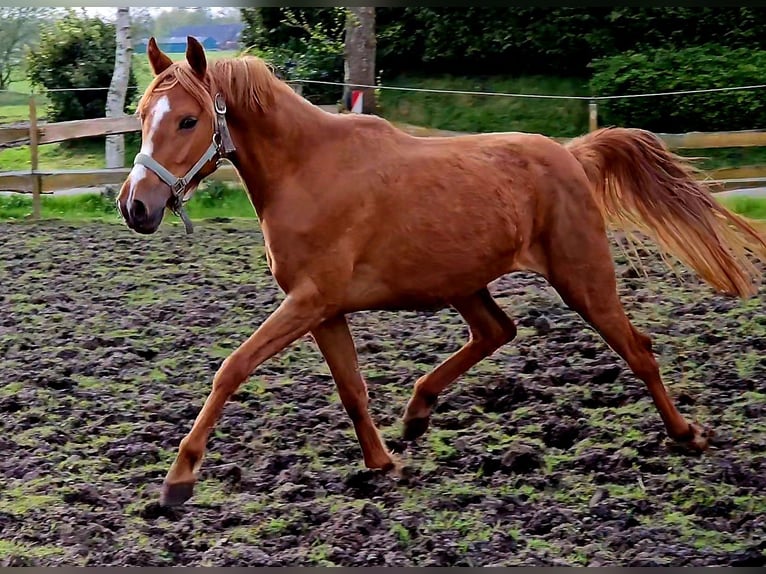 German Riding Pony Mare 3 years 14,1 hh Chestnut-Red in Südbrookmerland Victorbur