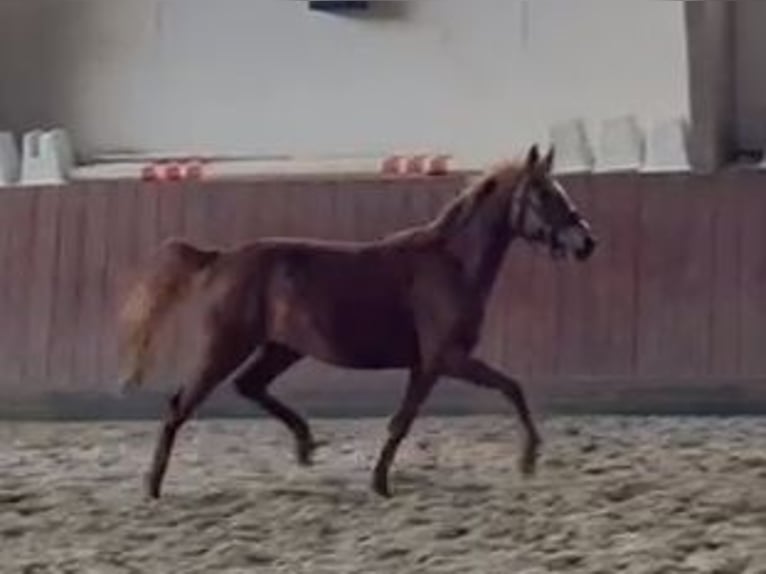 German Riding Pony Mare 3 years 14,1 hh Chestnut-Red in Südbrookmerland Victorbur