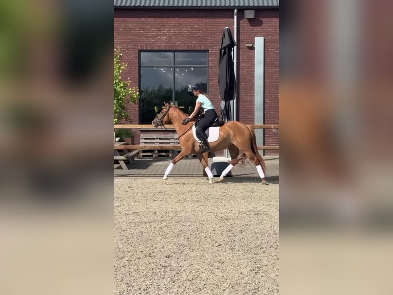 German Riding Pony Mare 3 years 14.1 hh Chestnut-Red in Someren