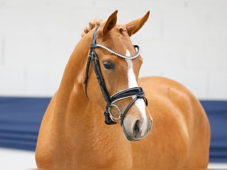 German Riding Pony Mare 3 years 14.1 hh Chestnut-Red in Marsberg