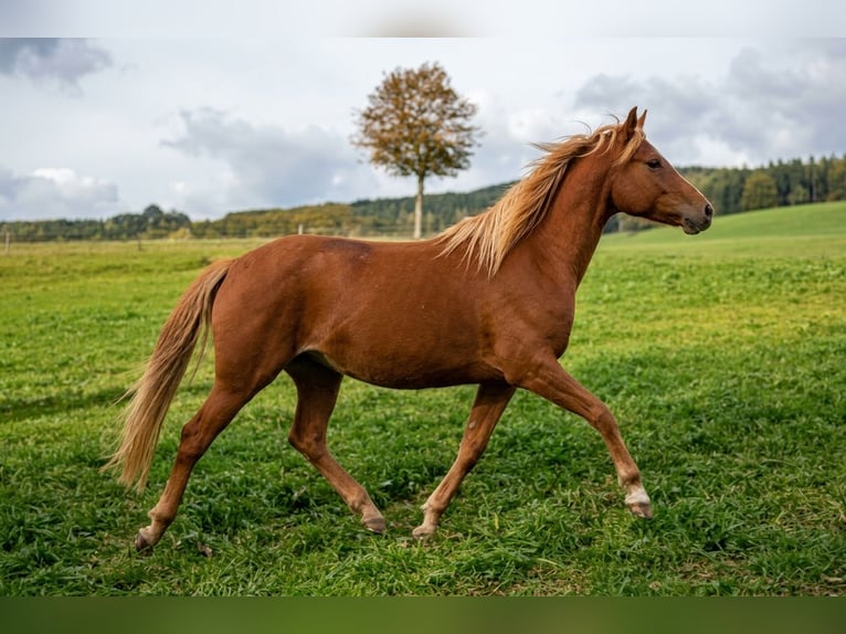 German Riding Pony Mare 3 years 14.1 hh Chestnut-Red in Eppendorf
