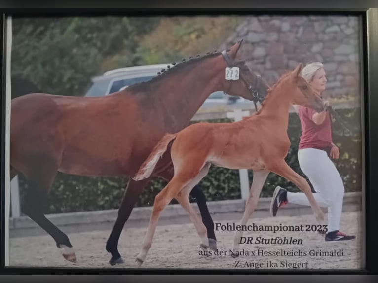 German Riding Pony Mare 3 years 14.1 hh Chestnut-Red in Eppendorf