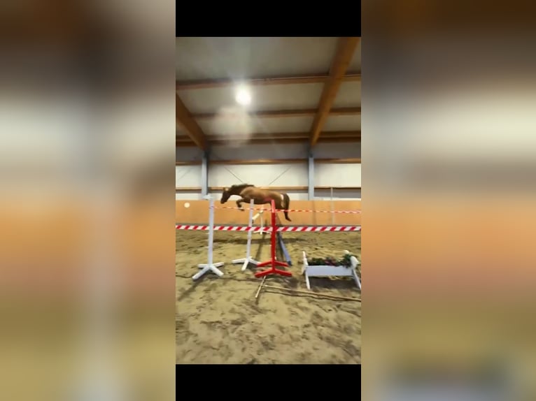 German Riding Pony Mare 3 years 14.1 hh Chestnut-Red in Thedinghausen